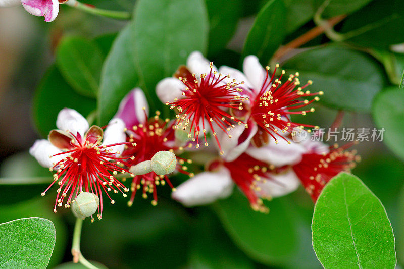 费约花/菠萝番石榴/六甲花/